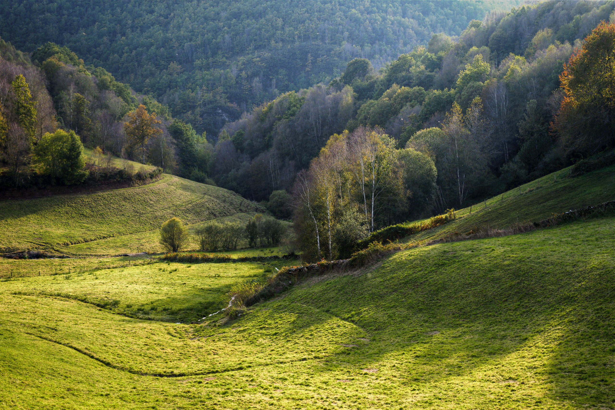 green-meadows-for-cattle-farms-2023-11-27-05-07-08-utc